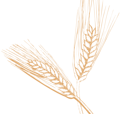 discover wheat
